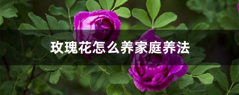 玫瑰花怎么养家庭养法