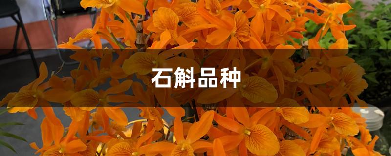 石斛品种
