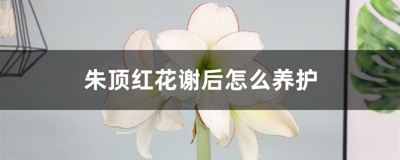 朱顶红花谢后怎么养护