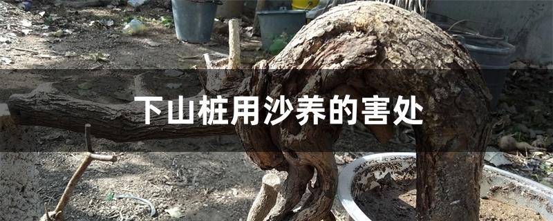 下山桩用沙养的害处