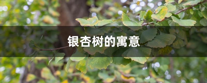 银杏树的寓意