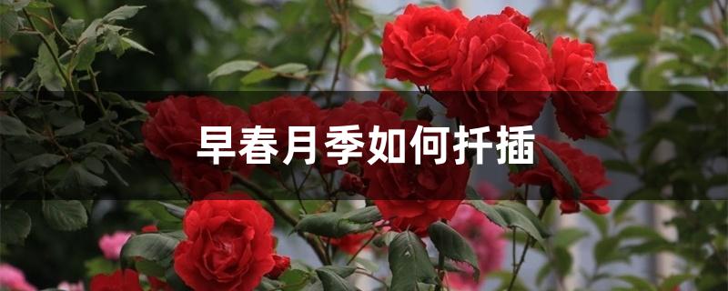 早春月季如何扦插