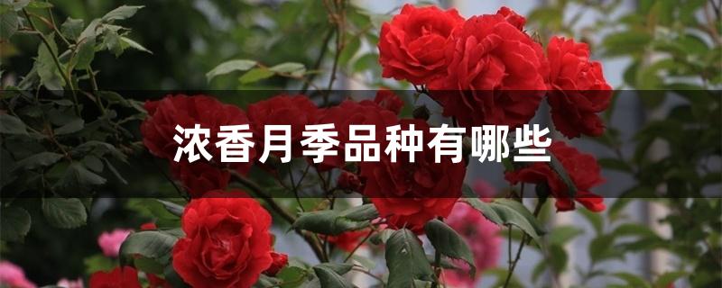 浓香月季品种有哪些