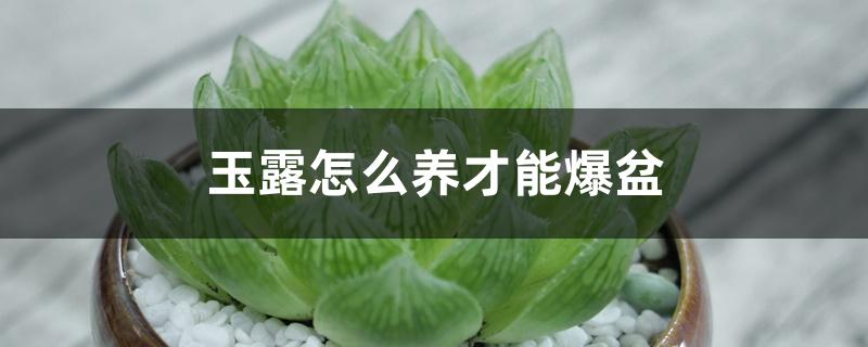 玉露怎么养才能爆盆 玉露怎么养才能爆盆