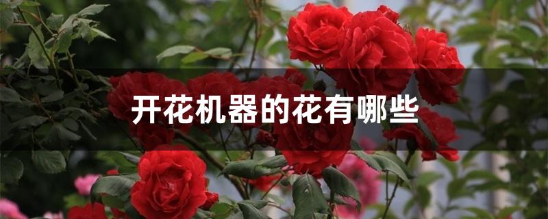 开花机器的花有哪些