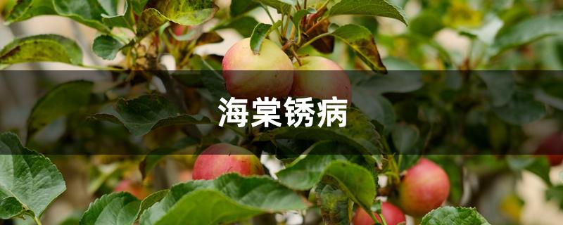 海棠锈病