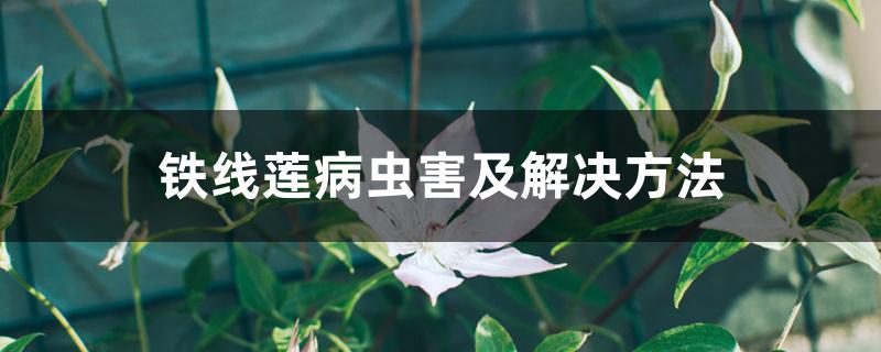 铁线莲病虫害及解决方法 铁线莲病虫害及解决方法