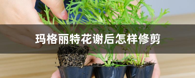 玛格丽特花谢后怎样修剪