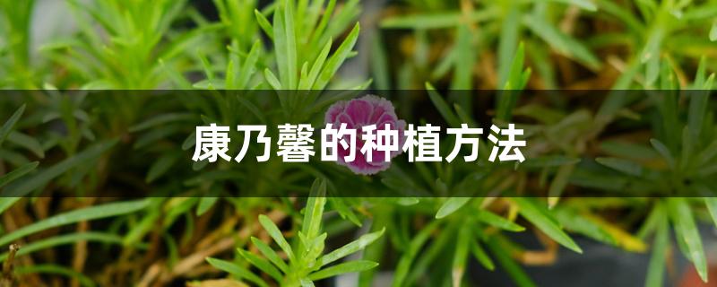 康乃馨的种植方法