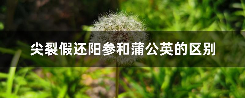 尖裂假还阳参和蒲公英的区别