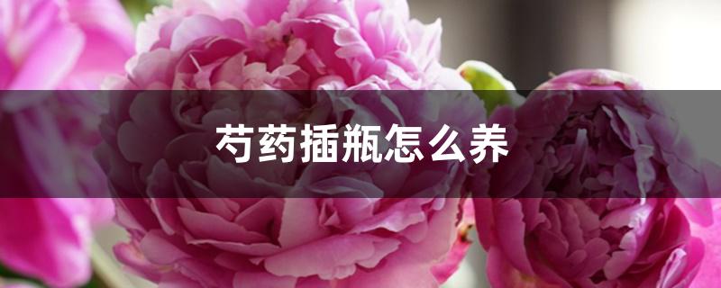 芍药插瓶怎么养