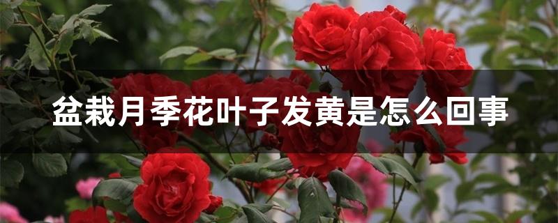 盆栽月季花叶子发黄是怎么回事