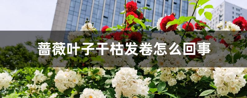 蔷薇叶子干枯发卷怎么回事 蔷薇叶子干枯发卷怎么回事