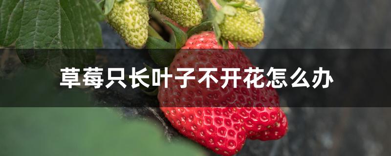 草莓只长叶子不开花怎么办