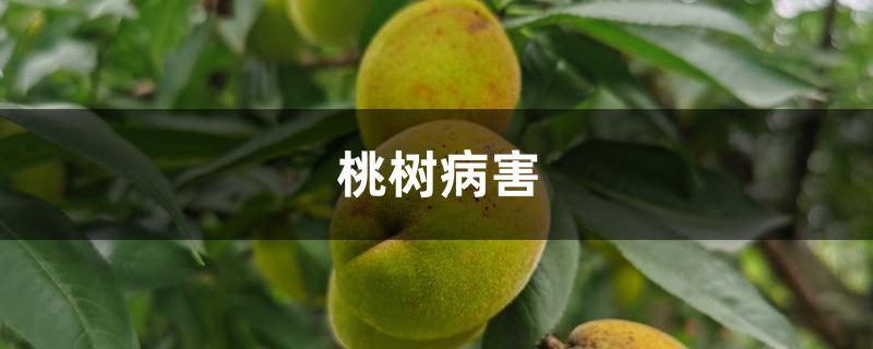 桃树病害