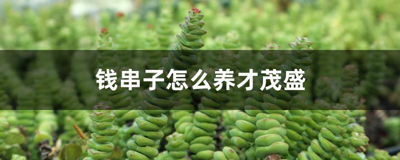 钱串子怎么养才茂盛