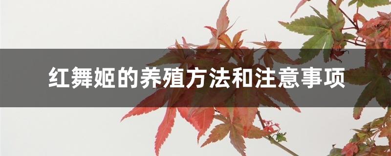 红舞姬的养殖方法和注意事项