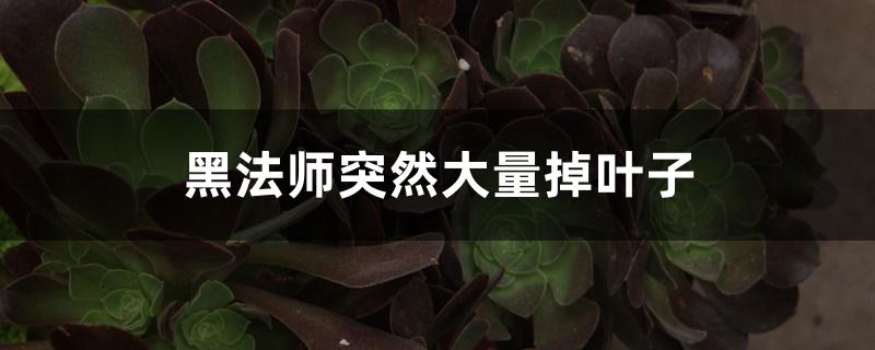 黑法师突然大量掉叶子