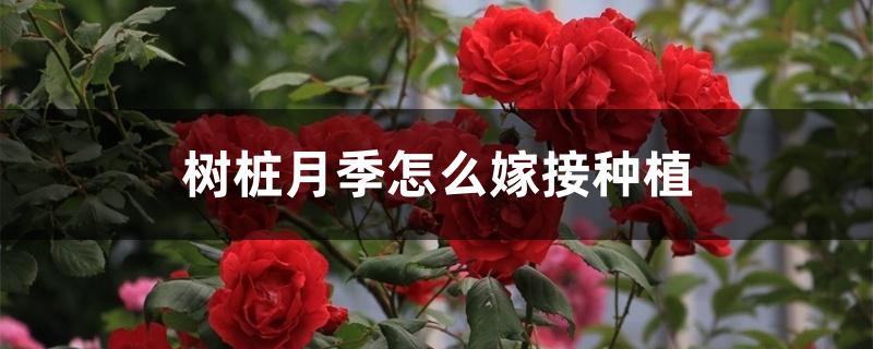 树桩月季怎么嫁接种植