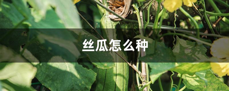 丝瓜怎么种