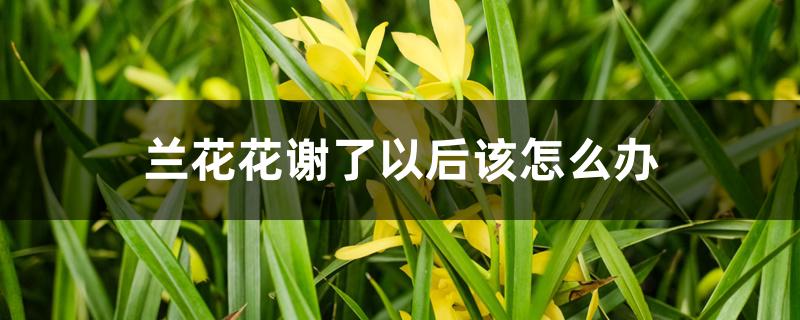 兰花花谢了以后该怎么办