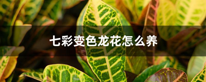 七彩变色龙花怎么养 七彩变色龙花怎么养