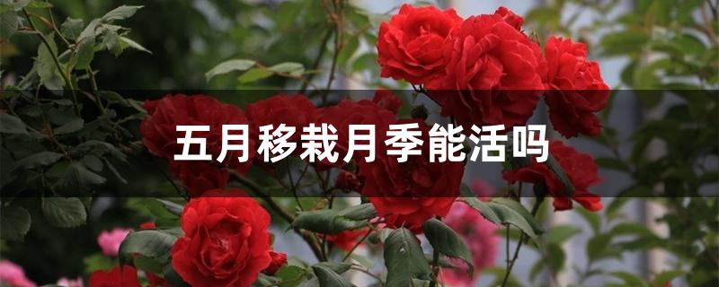 五月移栽月季能活吗