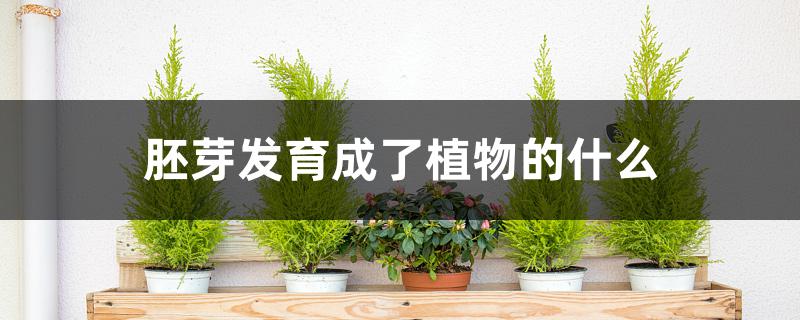 胚芽发育成了植物的什么