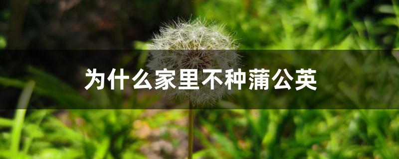 为什么家里不种蒲公英 为什么家里不种蒲公英