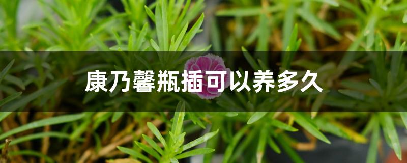 康乃馨瓶插可以养多久