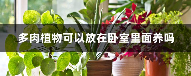 多肉植物可以放在卧室里面养吗