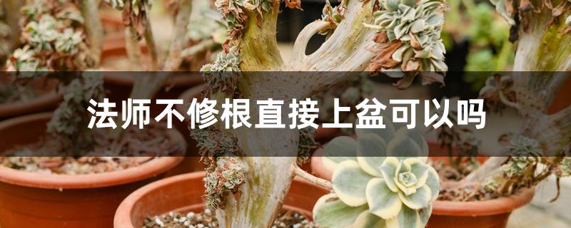 法师不修根直接上盆可以吗