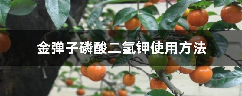 金弹子磷酸二氢钾使用方法