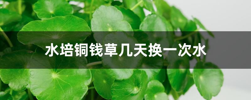 水培铜钱草几天换一次水