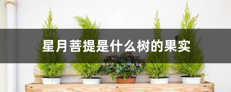 星月菩提是什么树的果实