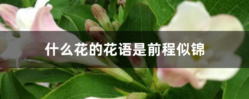 什么花的花语是前程似锦