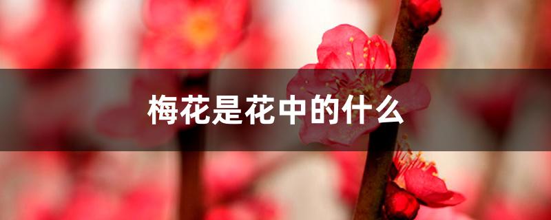 梅花是花中的什么