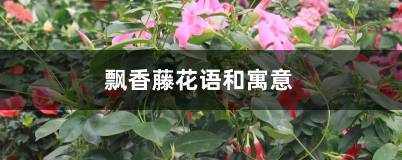 飘香藤花语和寓意 