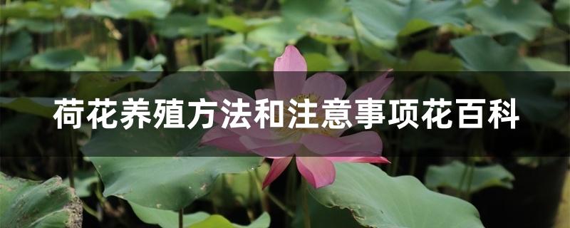 荷花养殖方法和注意事项百花海