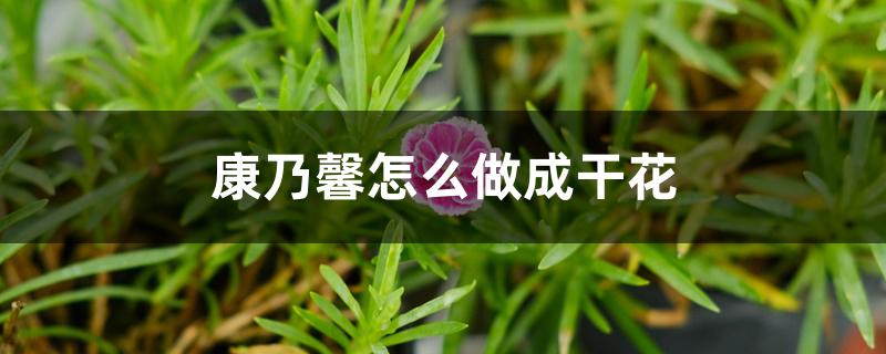 康乃馨怎么做成干花