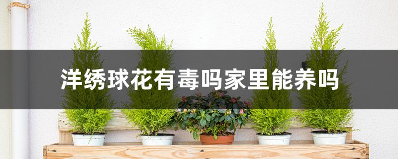 洋绣球花有毒吗家里能养吗