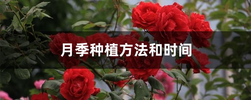 月季种植方法和时间