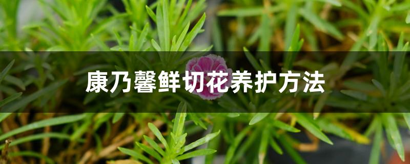 康乃馨鲜切花养护方法
