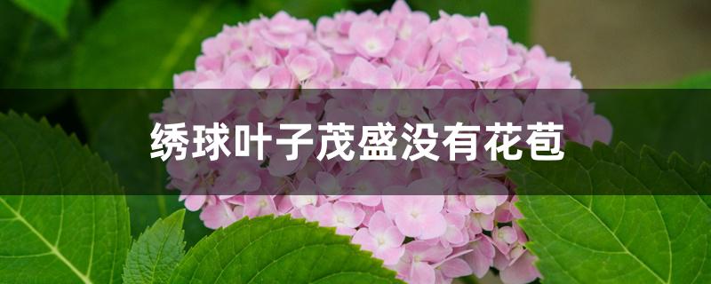 绣球叶子茂盛没有花苞