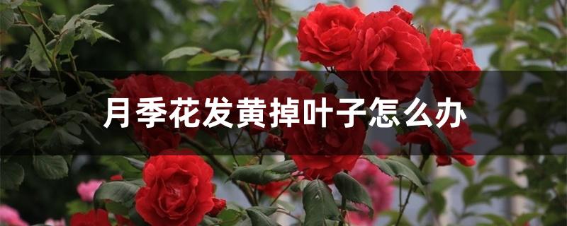 月季花发黄掉叶子怎么办