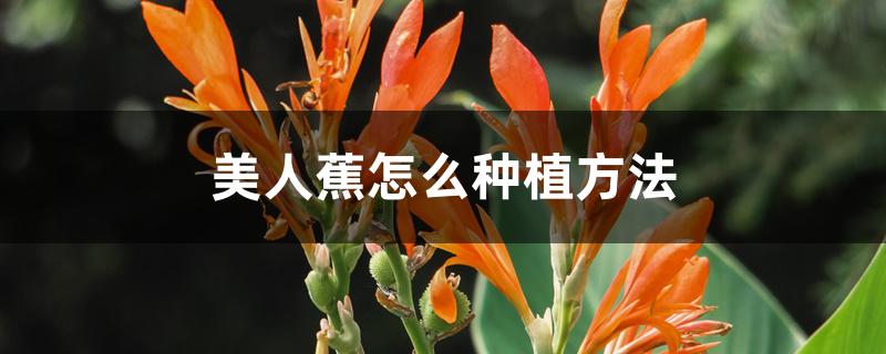 美人蕉怎么种植方法