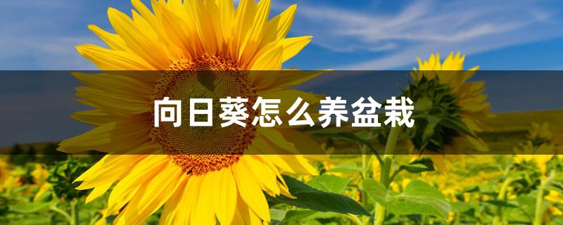 向日葵怎么养盆栽 向日葵怎么养盆栽