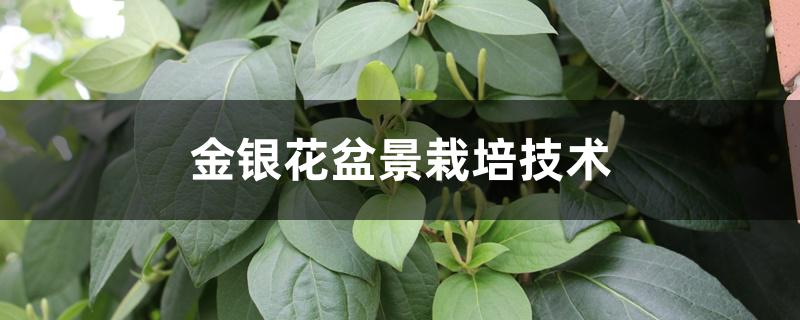 金银花盆景栽培技术