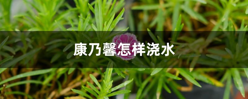康乃馨怎样浇水 康乃馨怎样浇水