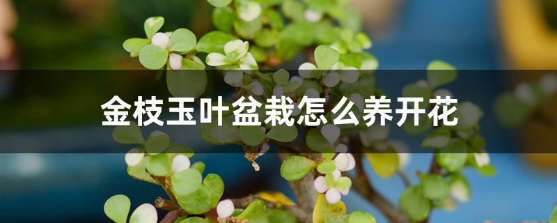 金枝玉叶盆栽怎么养开花